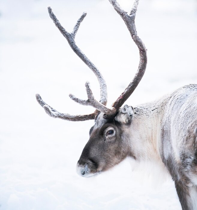 Poster Portret van rendier met groot gewei