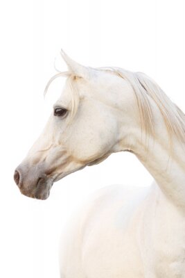 Portret van wit Arabisch paard