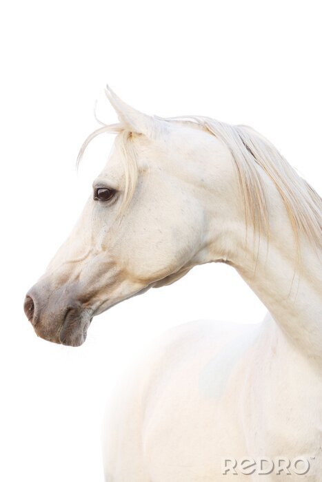 Poster Portret van wit Arabisch paard