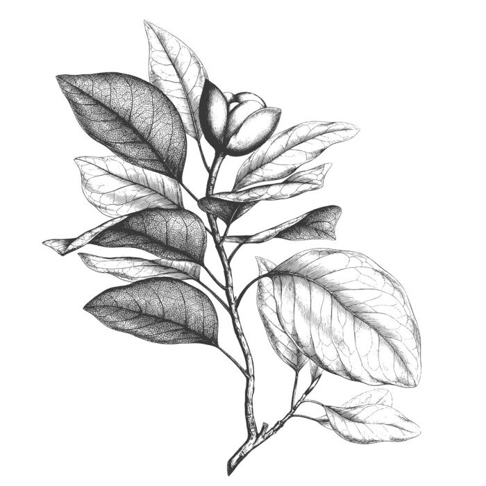 Poster Potlood gearceerde magnolia's