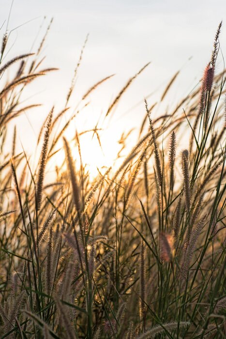 Poster Prachtig landschap van het gebied van het veegras in het silhouet van de avondzonsondergang. serene gevoel concept. landelijke landschapssfeer. afbeelding voor achtergrond, achtergrond en kopie ruimte
