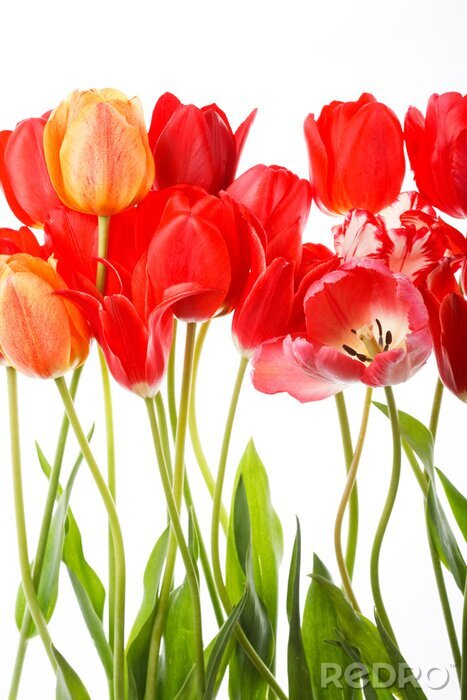 Poster Prachtige voorjaarsbloemen