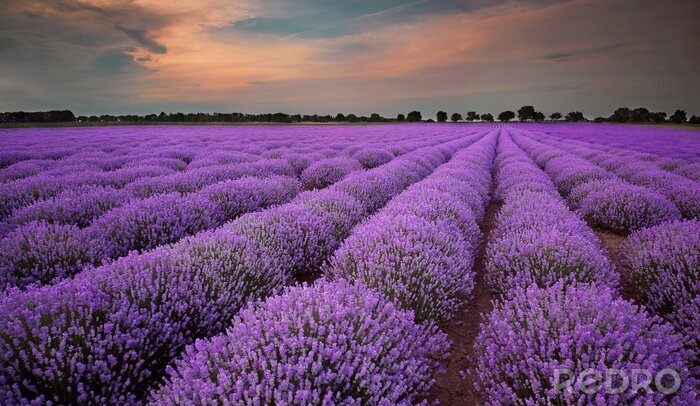 Poster Provençaals veld en natuur