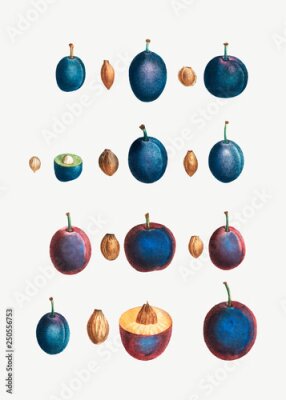 Poster Pruimen en pitten