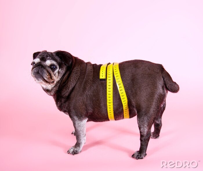 Poster Pug hond met kleermakersmaatregel