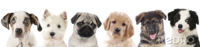 Poster Puppy's van verschillende rassen