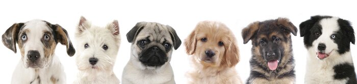 Poster Puppy's van verschillende rassen