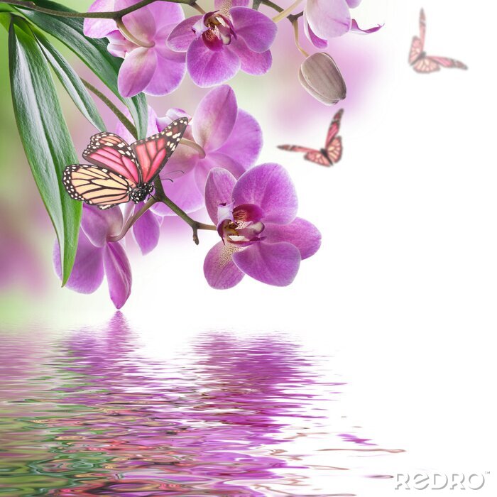 Poster Purperen orchidee en vlinder boven water