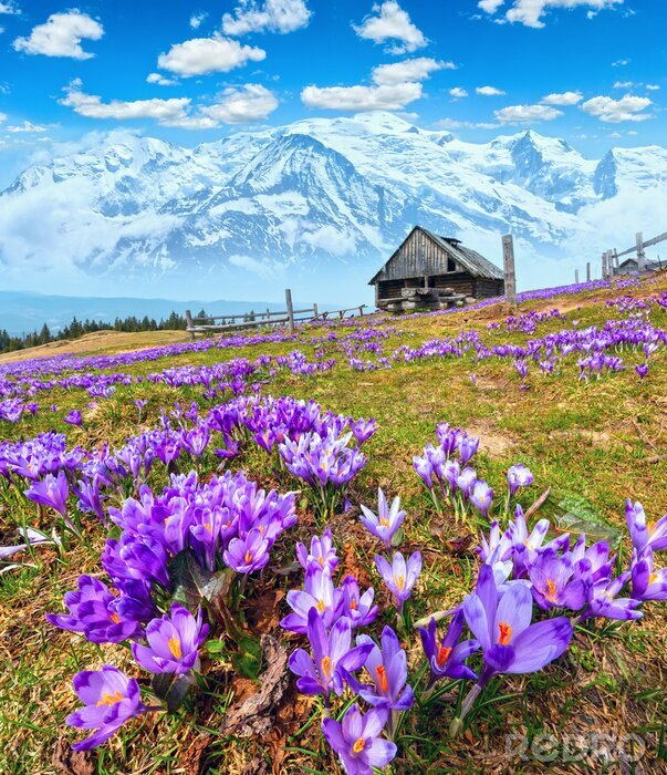 Poster Purple Crocus flowers on spring mountain