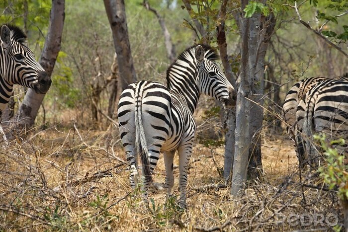 Poster Quagga Equus, vlaktes zebra, in Hwange National Park, Zimbabwe