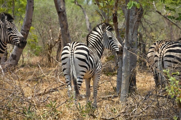 Poster Quagga Equus, vlaktes zebra, in Hwange National Park, Zimbabwe