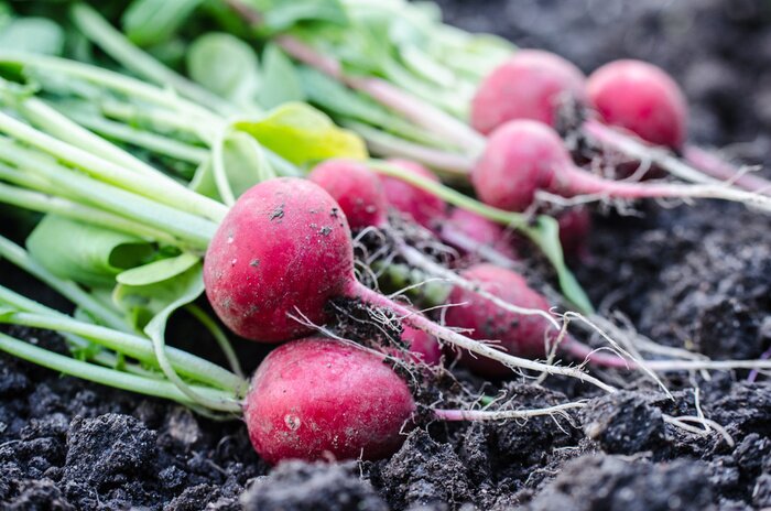 Poster Radijs op de grond