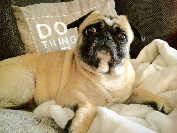 Poster Rasechte pug hond op een deken