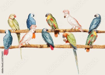 Poster Realistische papegaaien op stokjes