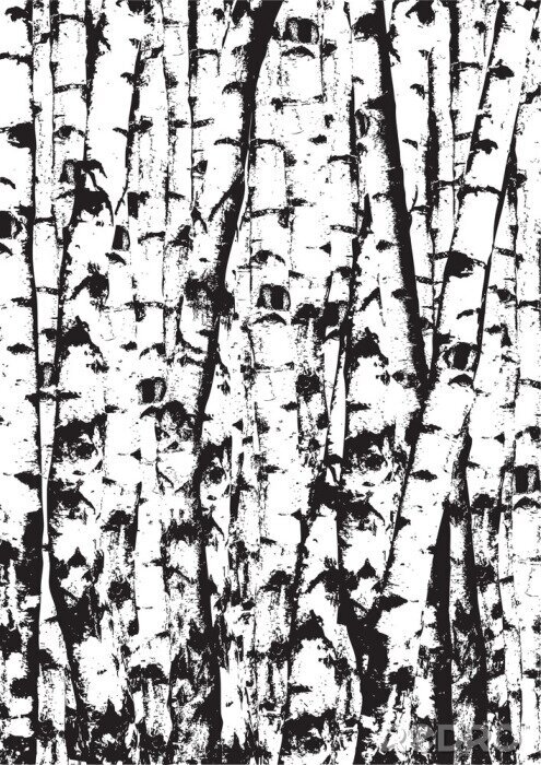 Poster Realistische vector zwart-witte illustratie van berkst-stukken boomstammen. Zwart en wit berken bomen bos.