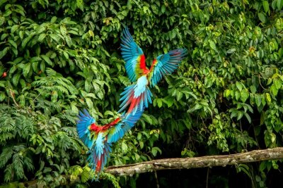 Poster Red parrots landing on branch, green vegetation in background. Red and green Macaw in tropical forest, Peru, Wildlife scene from tropical nature. Beautiful bird in the jungle.