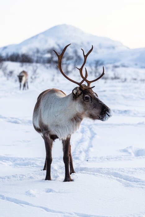 Poster Rendier in Noors winterlandschap