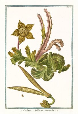 Poster Retro botanische afbeelding van een exotische Afrikaanse plant