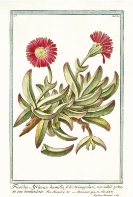 Poster Retro botanische afbeelding van een rode zonnebloem
