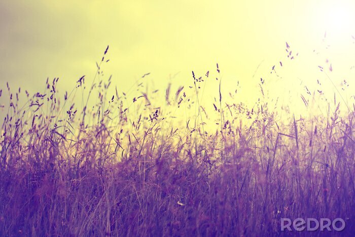 Poster Retro foto met een weide