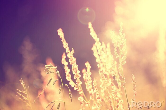 Poster Retro foto van de natuur