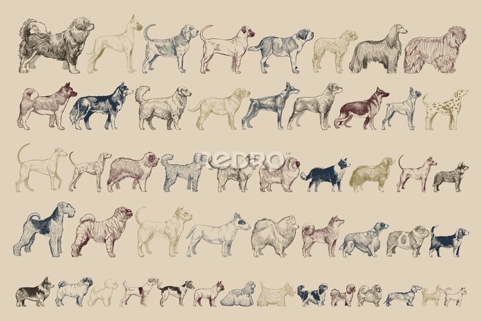 Poster Retro hondenrassen vergelijking