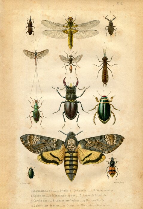 Poster Retro-illustratie met insecten