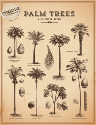 Poster Retro illustratie met verschillende soorten palmbomen