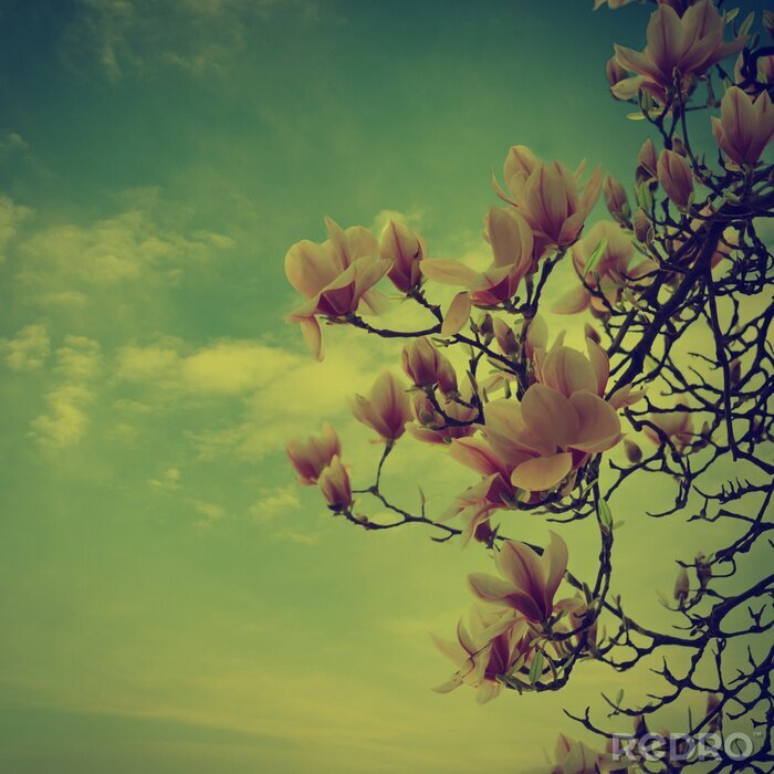 Poster Retro magnolia takken