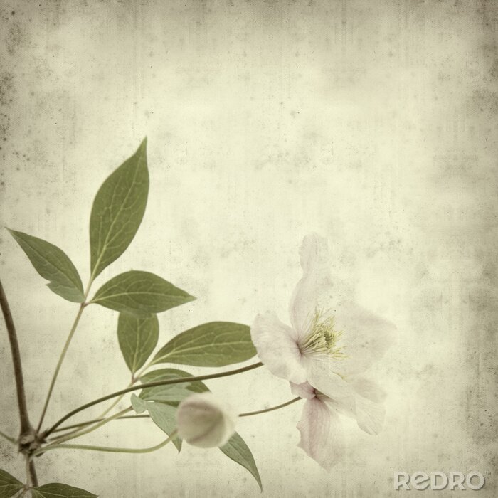 Poster Retro witte bloemen met groene bladeren