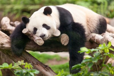 Poster Reuzenpanda slaapt op een tak