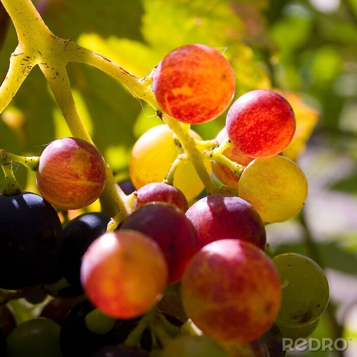 Poster Rijpende druiven