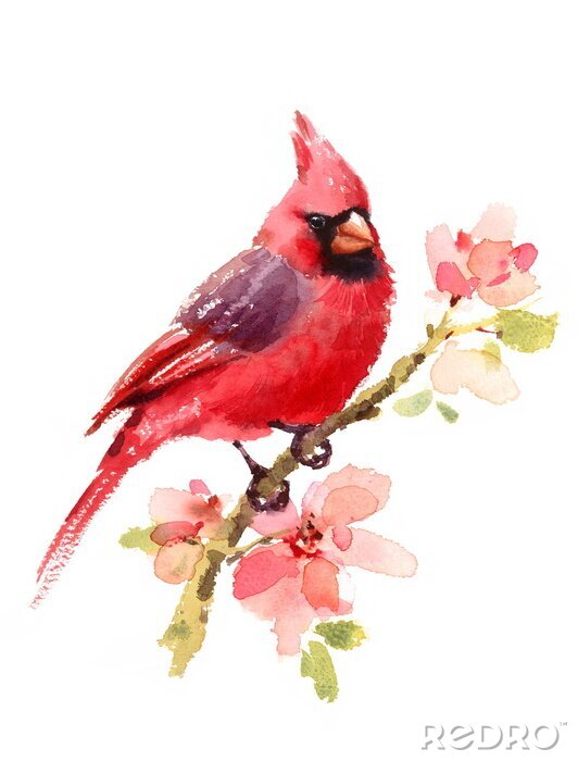Poster Rode aquarel vogel