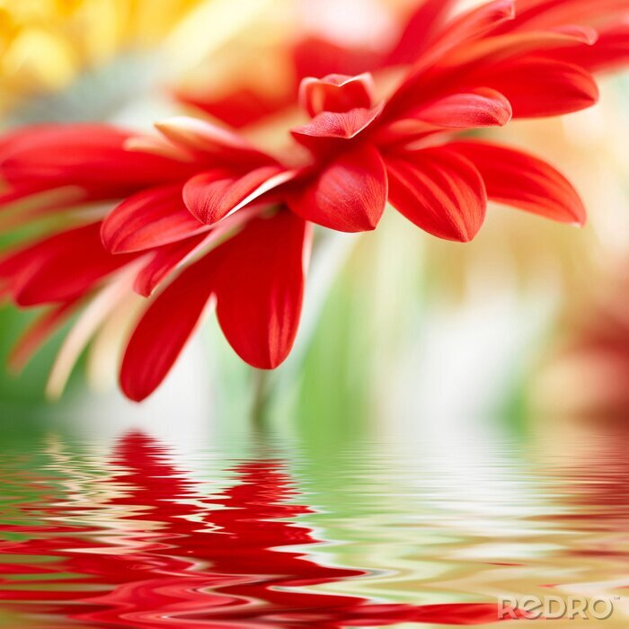 Poster Rode bloem en water