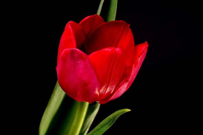 Poster Rode bloem en zwart landschap