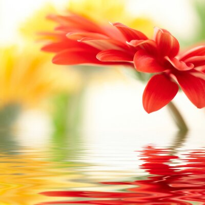 Rode bloem in water
