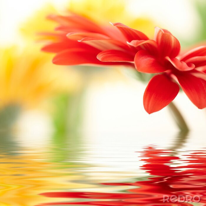 Poster Rode bloem in water