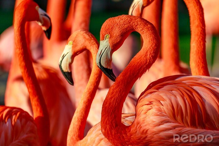Poster Rode flamingo's in de zon