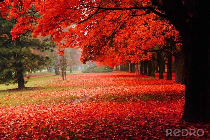 Poster rode herfst in het park