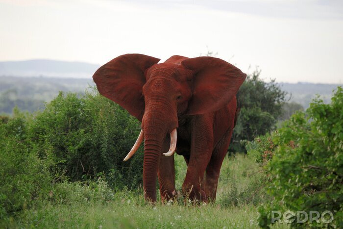 Poster Rode olifant