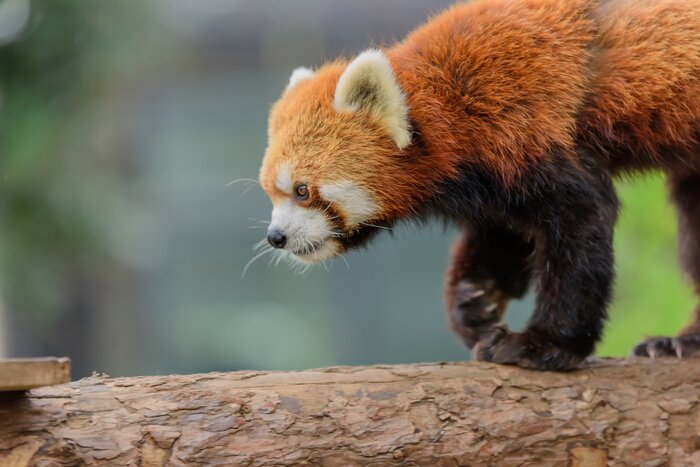 Poster Rode panda op een tak
