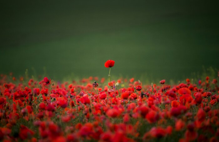 Poster Rode papavers die een groene weide bedekken
