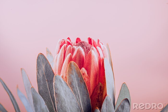 Poster Rode protea bloem op roze achtergrond