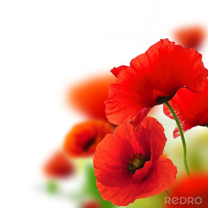 Poster Rode veldbloemen op een witte achtergrond