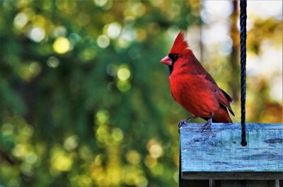 Poster Rode vogel op de achtergrond van het bos