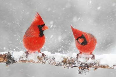 Poster Rode vogels in de sneeuw