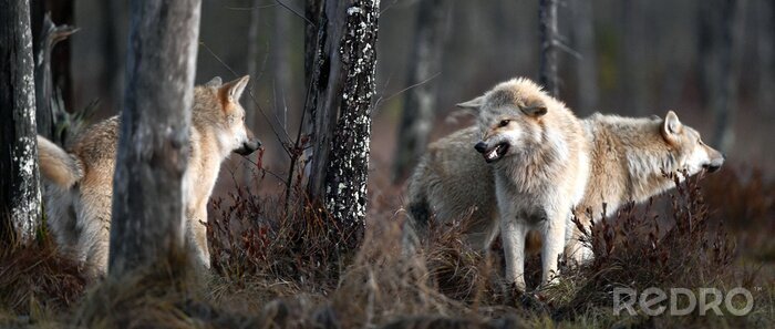 Poster roedel wolven in het bos