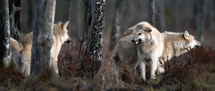 Poster roedel wolven in het bos