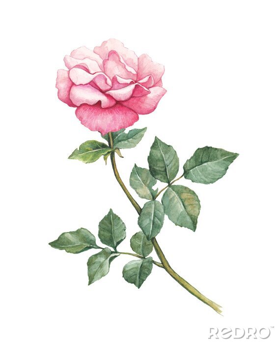 Poster Romantische aquarel roos