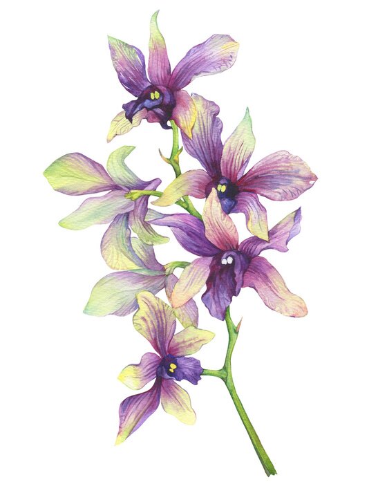 Poster Romantische orchidee in ingetogen kleuren